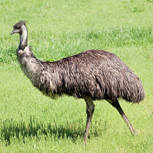 az EFI elődje a jórészt munkalap kezeléssel foglalkozó EMU rendszerünk volt